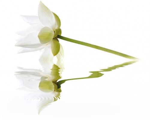 Cerrol City White Lilies Панно 40x50 (2пл)