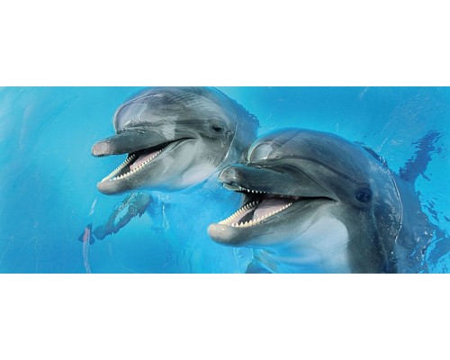 Cerrol Porto Dolphins 2 centro Декор 25x60