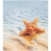 Ceradim Dec Starfish 1 Panno (панно из 2-х шт) КПН16Starfish1 50х45