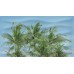 Ceradim Dec Palm Panno A КПН16PalmA 25х45