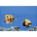 Атем MONO FISH 3 Декор 27,5х40