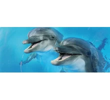 Cerrol Porto Dolphins 2 centro Декор 25x60