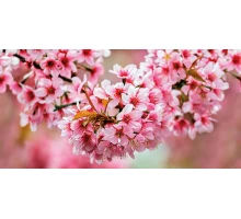 Cersanit Okka Декор стеклянный Sakura (UG2L072D) 29,7x60