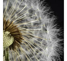 Артвалентто Taraxacum 3 Декор 10х10